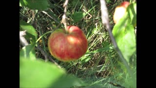 Abundance and Apples Apple Tree Sept 2022