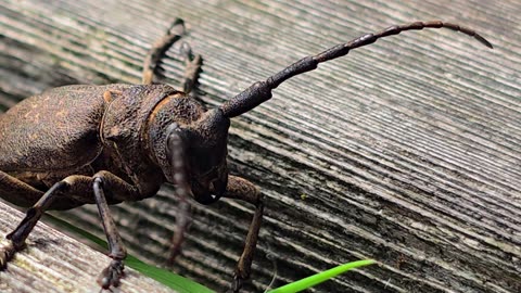 A Flat-faced Long-horned on a bench / beautiful insect in nature / insect close-up.