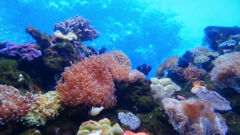 Underwater Tranquility: 3 Hours of Beautiful Sea Life