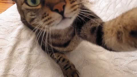Cat sneeze to camera