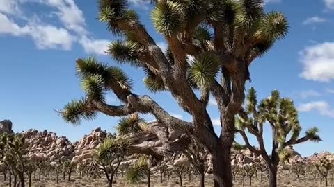 Best nature viewsIN CALIFORNIAthat don't require much hiking