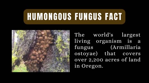 Humongous Fungus.