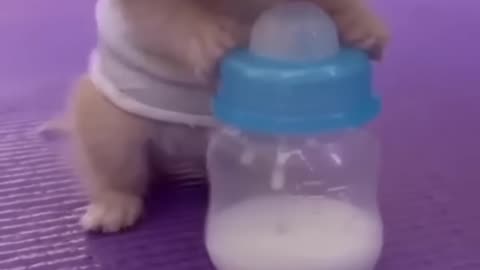 Kitten Competes with Baby - So Cute It Can't Be Real, Right?