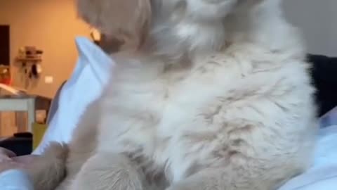 Dog...? what sound？ Funny video...