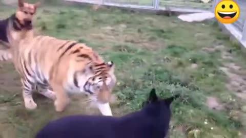 Tiger attack dog || tiger and dog friendship very funny video