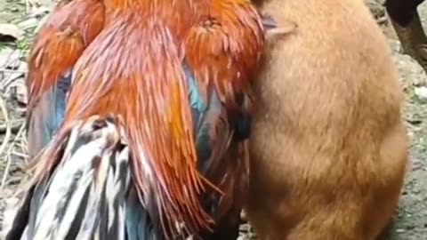 cat loves his rooster friend