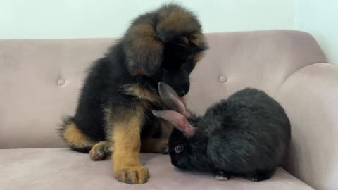 German Shepherd Puppy Meets Rabbit for the First Time