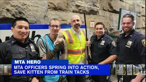 Kitten saved by officials from MTA train_2