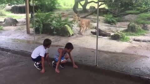 Unexpected Animal Attack
