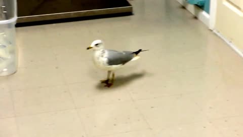 Seagull Hilariously Tap Dances On Command