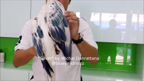 Meet "Silver," a Blue & Gold Macaw from Thailand's