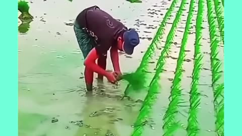 Rice Farming First levble Proccesing