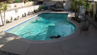 Bear Cub Stops by for a Quick Dip In the Pool