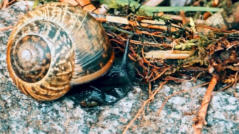 Snail crawls out of its shell / Beautiful snail with wonderful colors.