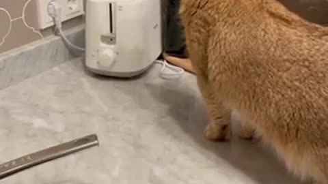 Funny cat