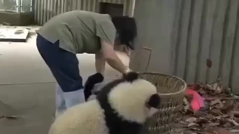 cute panda