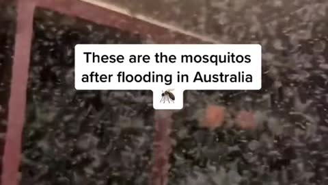 Mosquito swarms are plaguing farmers in central New South Wales after devastating floods.