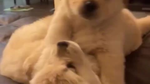 Golden Retriever Puppies PlayFight!