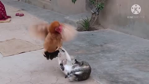 Kungfu cat vs chicken😳