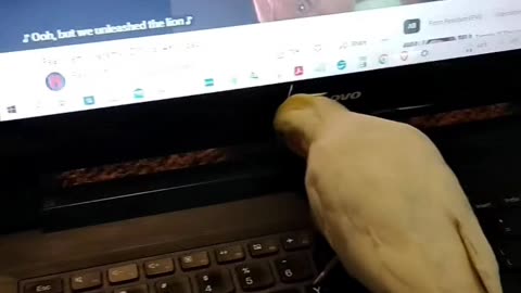 Remi the Cockatoo Prefers Grunge