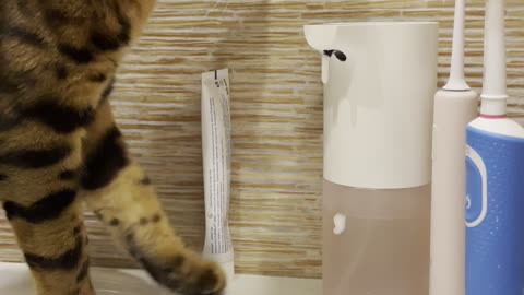 Clever Kitty Discovers Automated Soap Dispenser