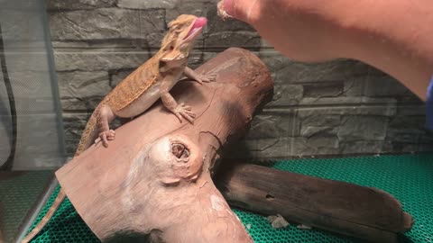 BEARDED DRAGON HAND FEEDING