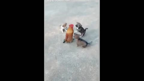 Short compilation of Dogs VS Chickens - Who do you think wins?