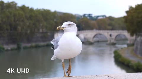 Beautiful adorable colourful birds