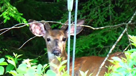 White-tailed deer