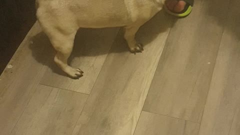 PUG is crazy for my HUSBAND'S foots