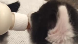 Baby kitten kisses