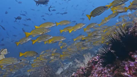 Cocos Island Reed Life