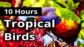 TROPICAL BIRDS for 10 hours ★ Relaxation ★ Background ★ Meditation
