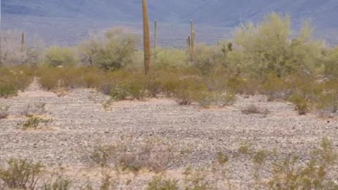 Cabeza Prieta NWR_ Saving the Sonoran Pronghorn_2