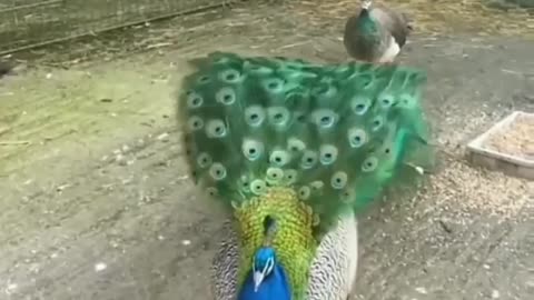 The stunning beauty of the peacock feathers opening