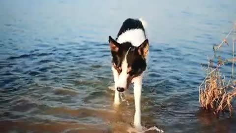 Dogs runing in water rever