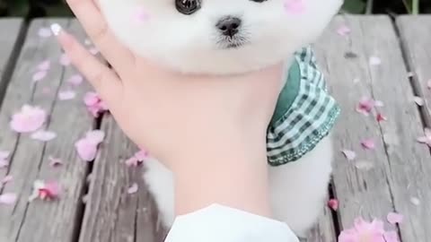 Cute puppy cutest animal 🥲