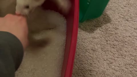 Ferret Has a Field Day Rolling Around in Beads