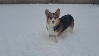 Corgi VS Snow