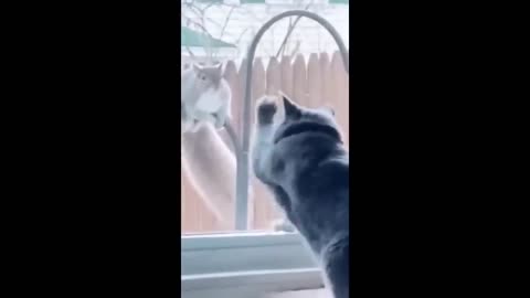 Funny animal videos 2023 🤣 - Funny cats-dogs - 😂 Funny animals - Part-2