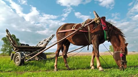 Amazing Horse With Carriage On Beautiful Meadow