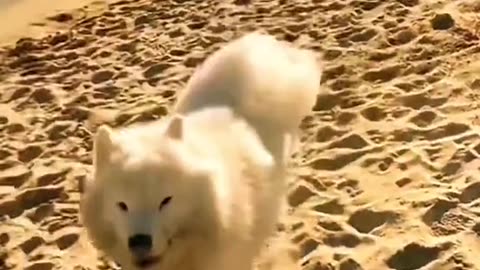 Cute dog pets play some fun