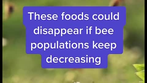 These foods could disappear if bee populations keep decreasing