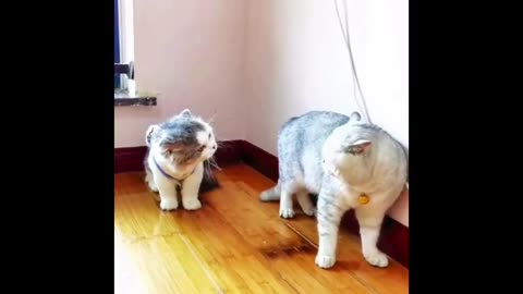 Cats funny reaction