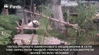Cute Funniest Panda panda bear