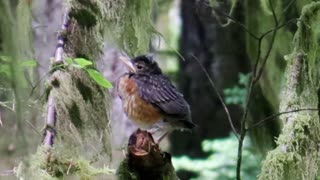 American Robin