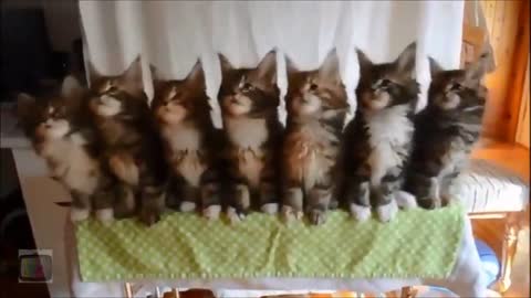 Lovely Cute Kittens Dance