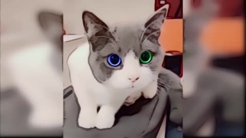 Cute cat with colorful eyes