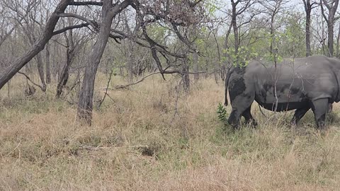 White Rhino Rubs Against Tree