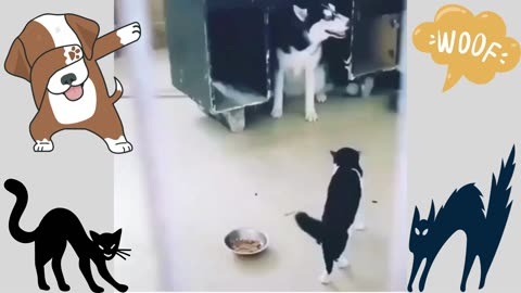 funny cat and dog, cat domination, innocent dog, fun video, funny, doggy